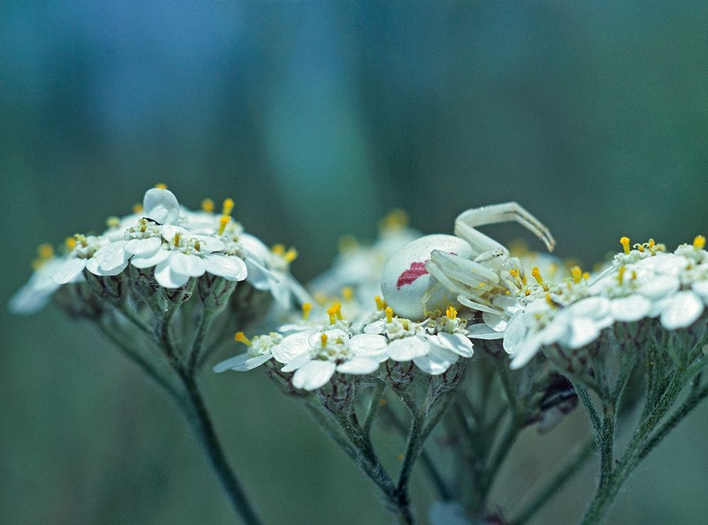 Red Spotted Crab Spider on Queen Annes Lace art print by Tim Fitzharris for $57.95 CAD