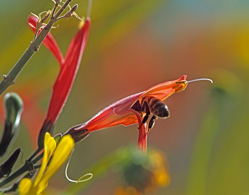 Honey Bee in Chuparosa art print by Tim Fitzharris for $57.95 CAD
