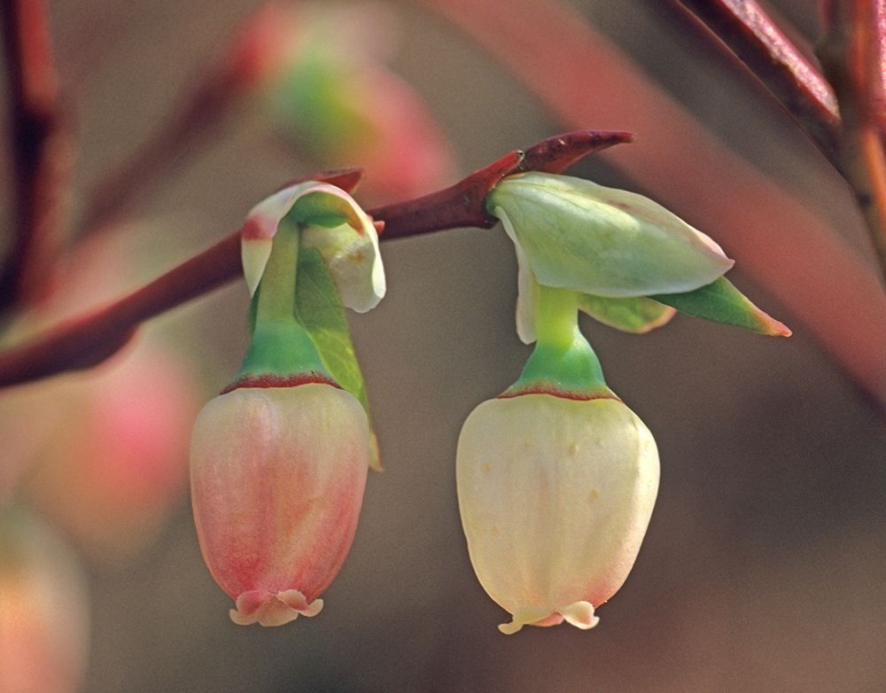 Blueberry Blossoms art print by Tim Fitzharris for $57.95 CAD