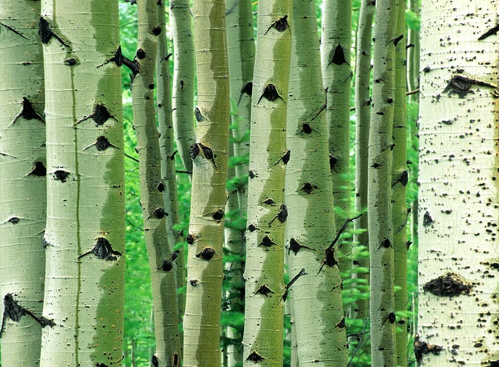 Aspen Trunks art print by Tim Fitzharris for $57.95 CAD