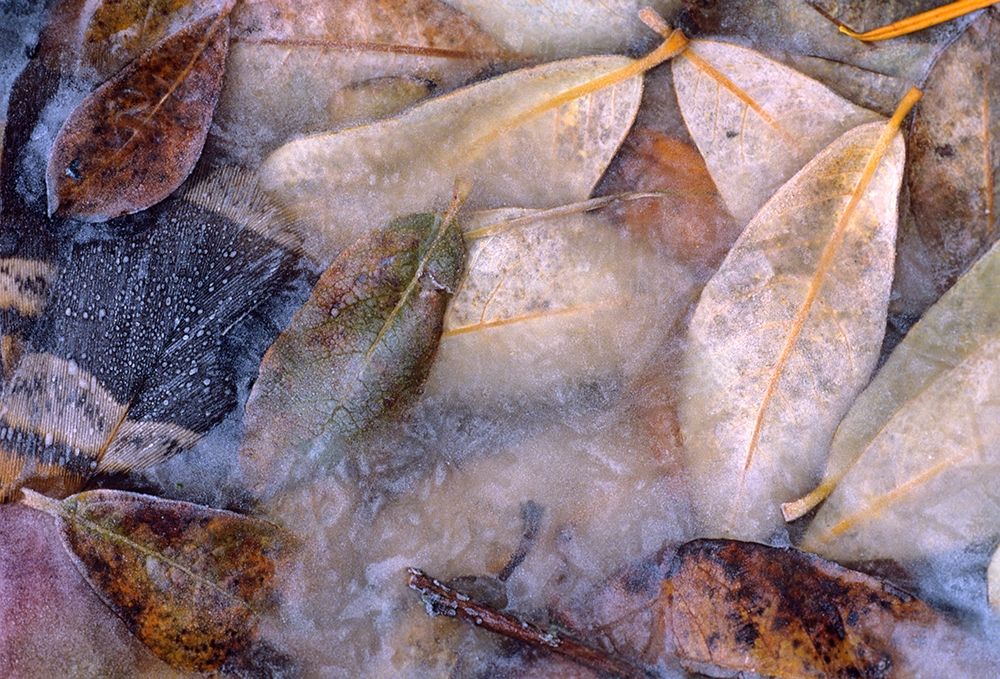 Frozen Willow Leaves and Grouse Feather art print by Tim Fitzharris for $57.95 CAD