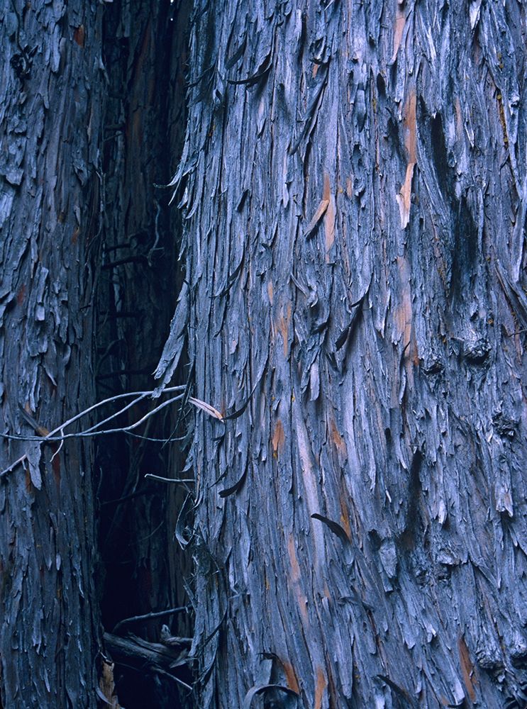 Yellow Cedar Trunks art print by Tim Fitzharris for $57.95 CAD