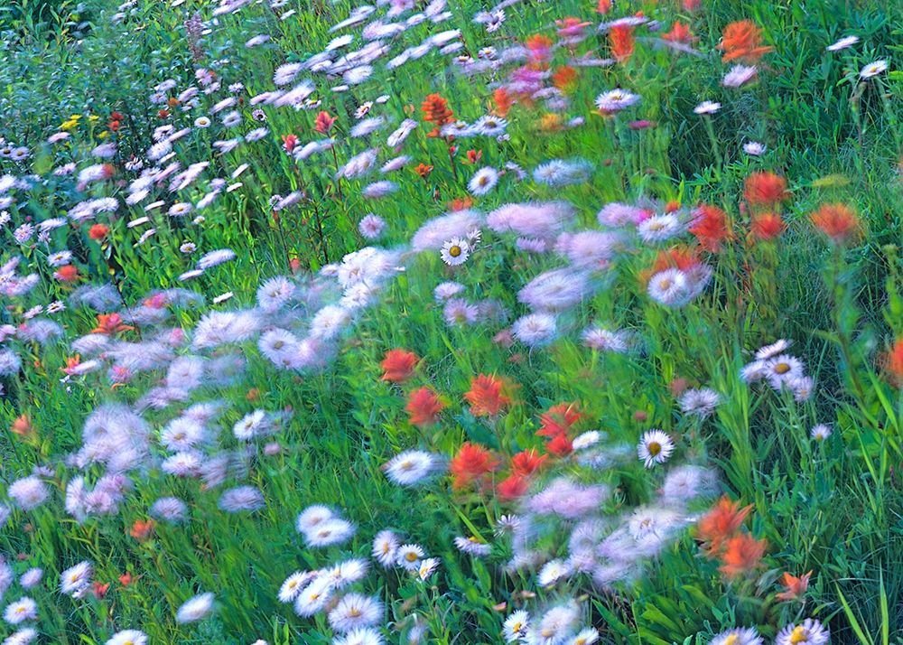Alpine Wildflowers art print by Tim Fitzharris for $57.95 CAD