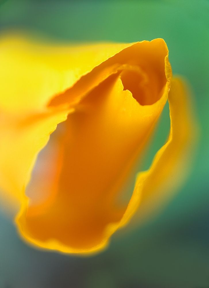 California Poppy art print by Tim Fitzharris for $57.95 CAD