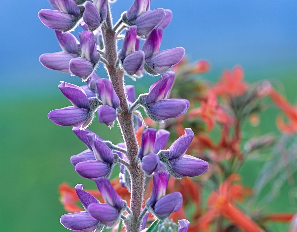 Lupine with Scarlet Gilia art print by Tim Fitzharris for $57.95 CAD