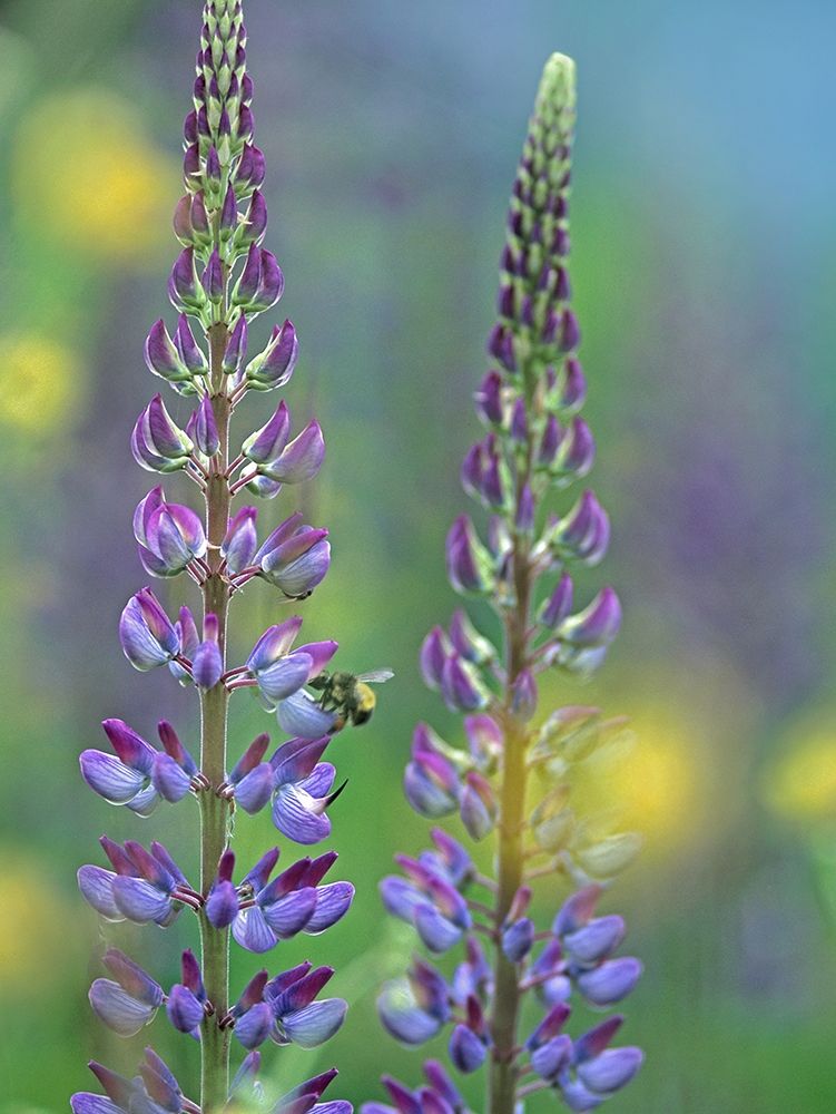 Tall Lupines I art print by Tim Fitzharris for $57.95 CAD