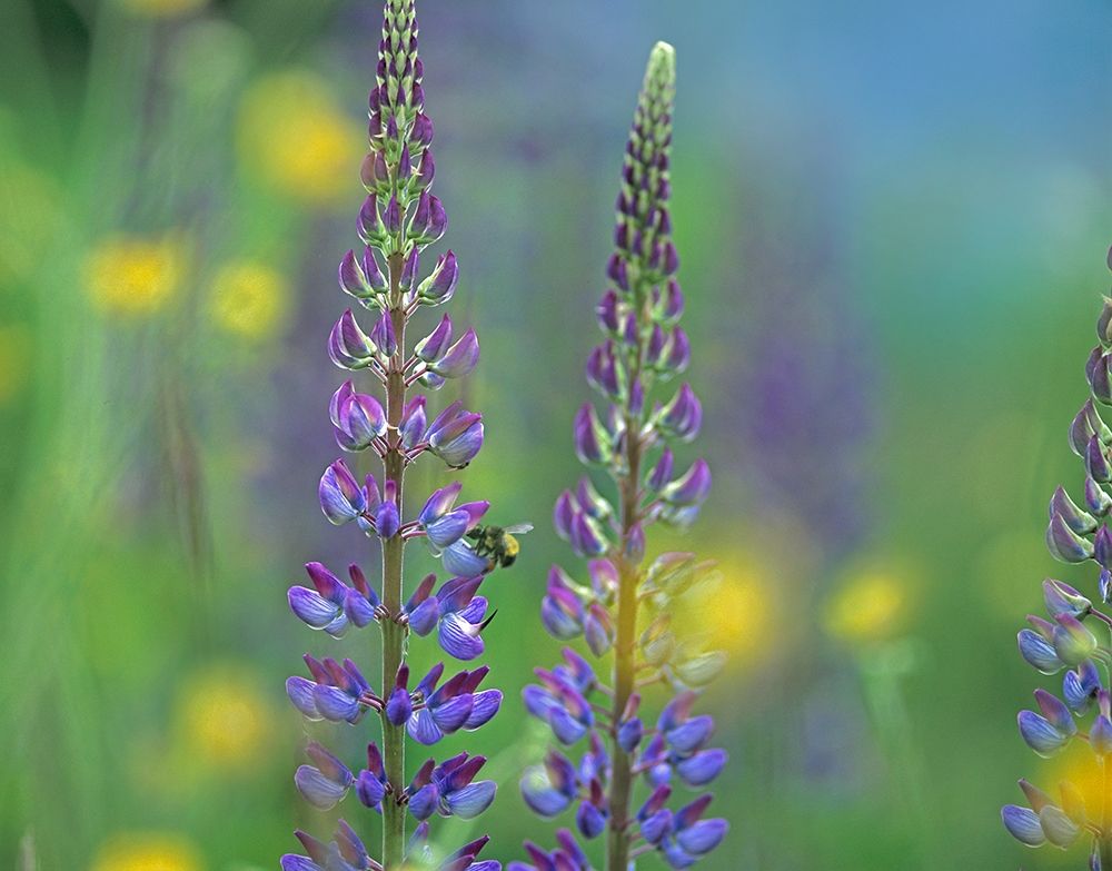 Tall Lupines II art print by Tim Fitzharris for $57.95 CAD