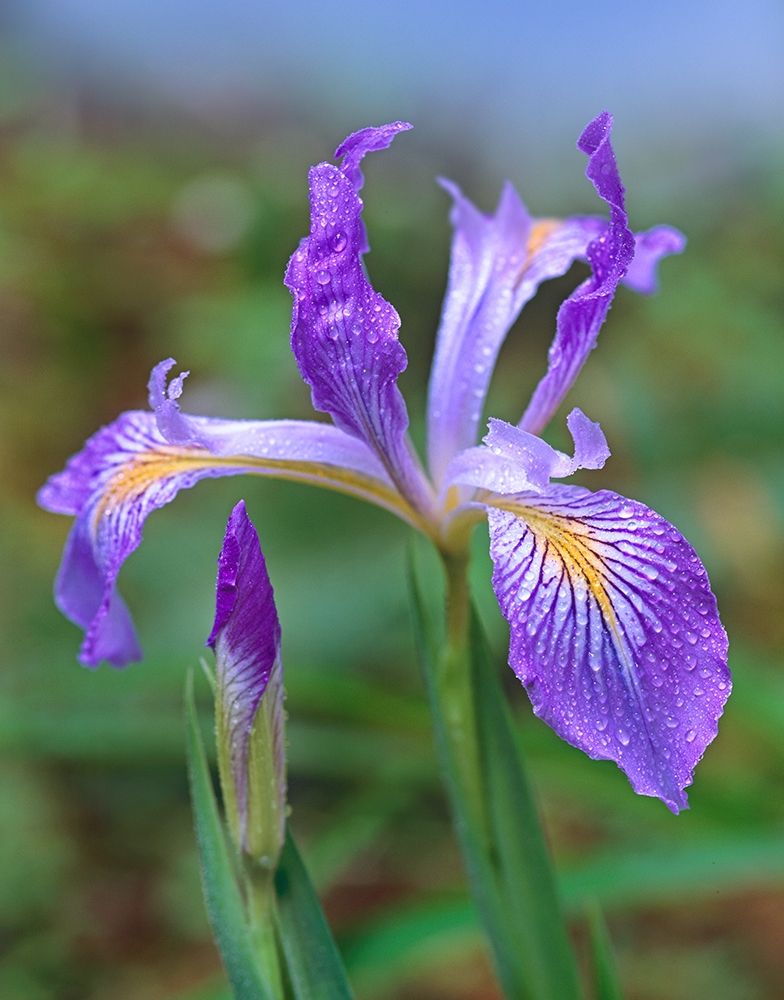 Douglas Iris art print by Tim Fitzharris for $57.95 CAD