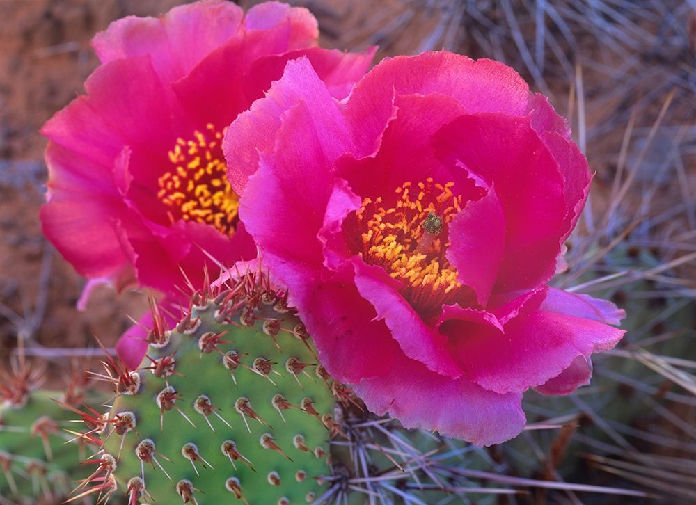 Grizzly Bear Cactus art print by Tim Fitzharris for $57.95 CAD