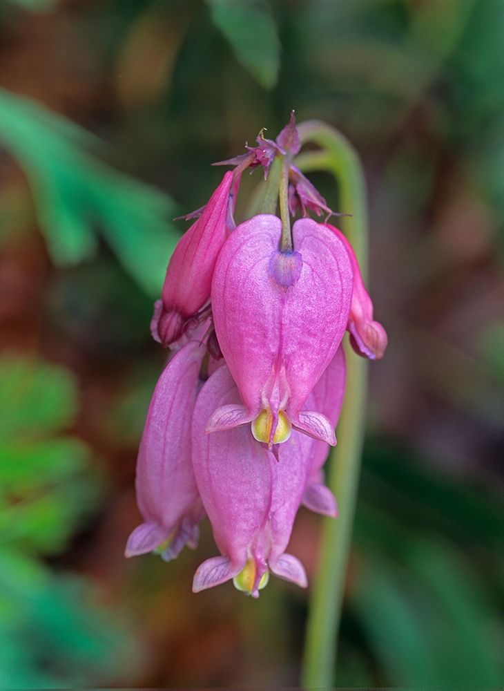 Bleeding Hearts art print by Tim Fitzharris for $57.95 CAD