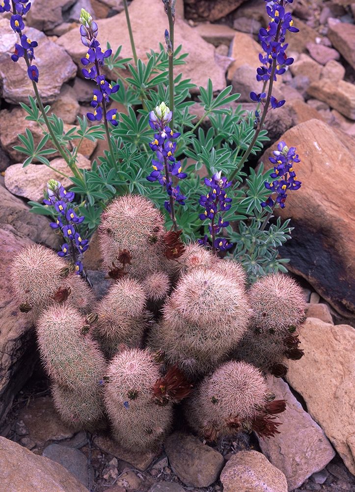 Brown Flowered Cactus and Lupines art print by Tim Fitzharris for $57.95 CAD