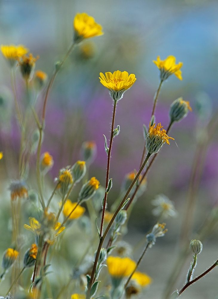 Desert Sunflowers art print by Tim Fitzharris for $57.95 CAD