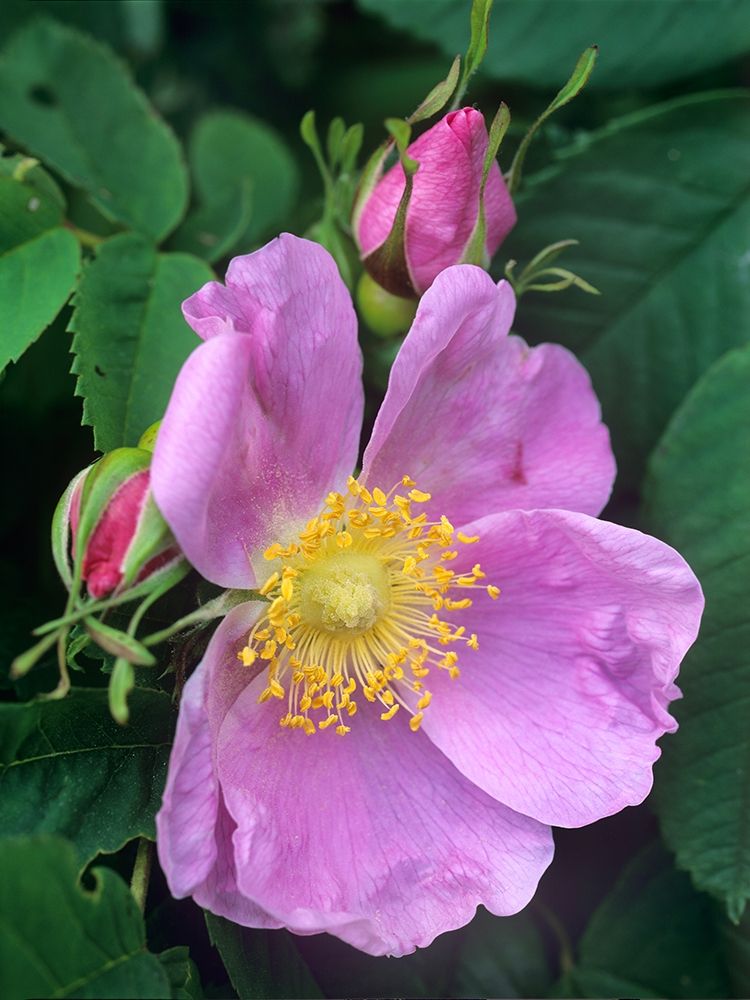 Wild Rose art print by Tim Fitzharris for $57.95 CAD