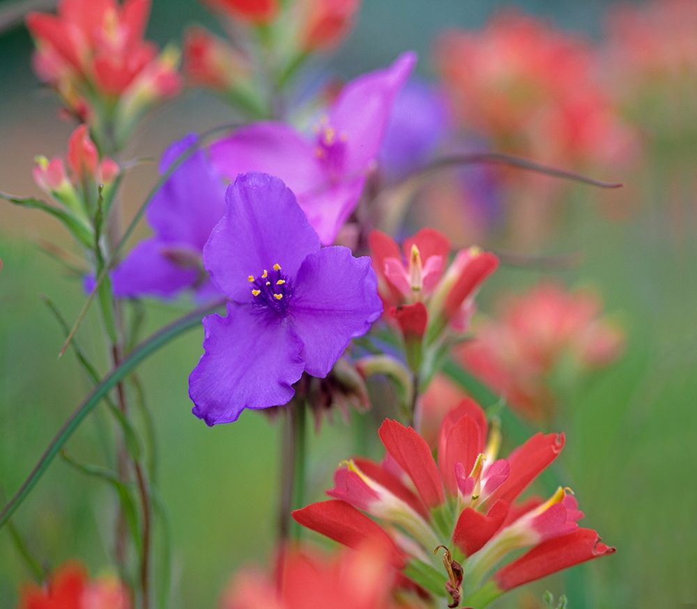 Prarie Spiderwort and Indian paintbrushes art print by Tim Fitzharris for $57.95 CAD