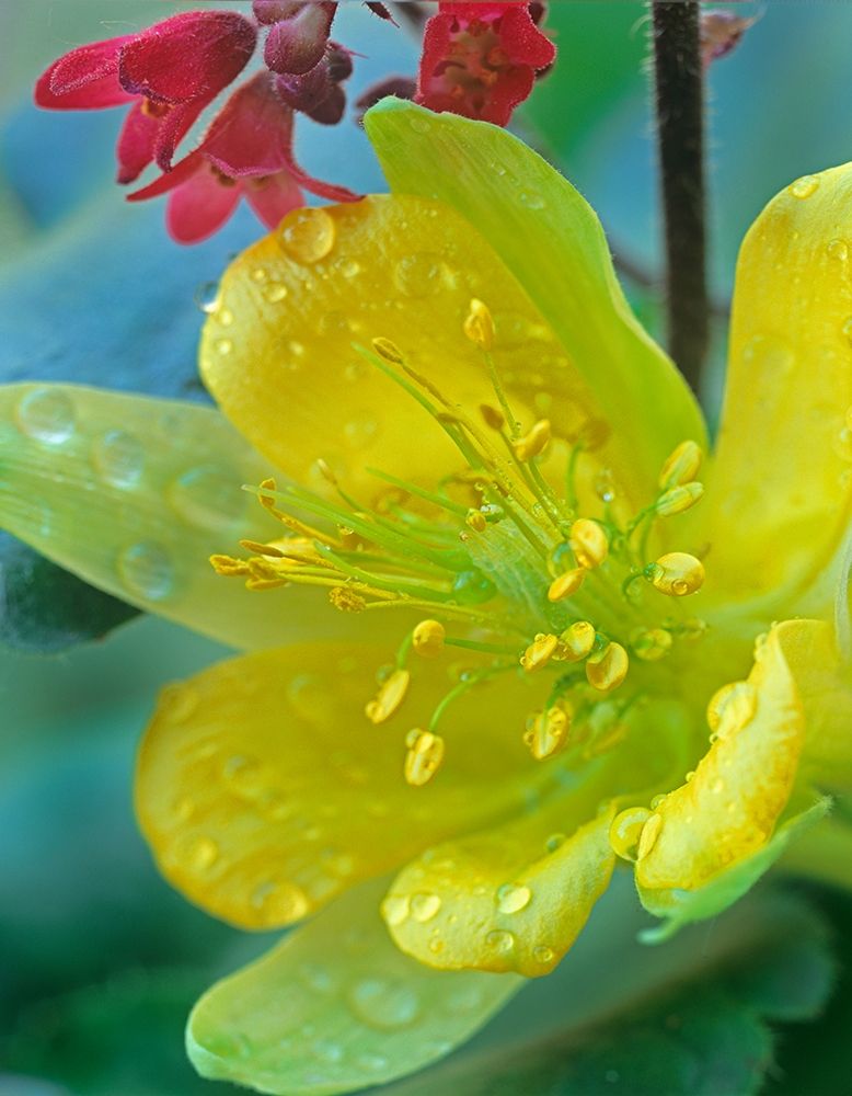 Yellow Columbine and Coral Bells art print by Tim Fitzharris for $57.95 CAD