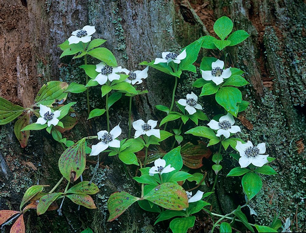 Bunchberry Blooms art print by Tim Fitzharris for $57.95 CAD