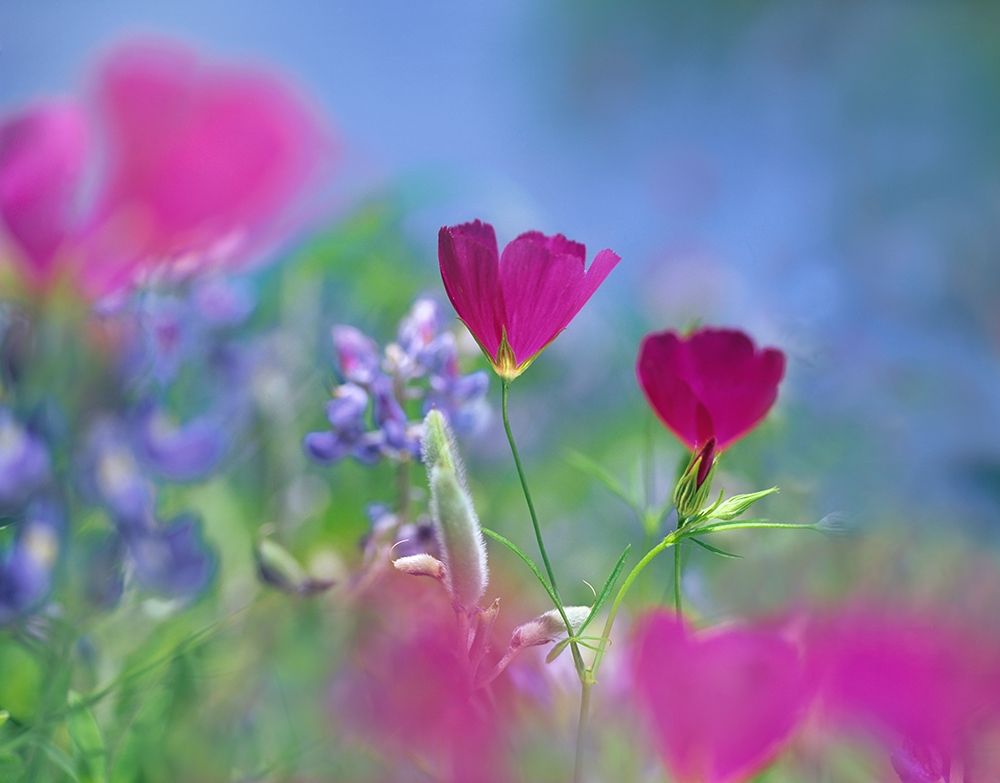 Wine cups and Texas Bluebonnets art print by Tim Fitzharris for $57.95 CAD