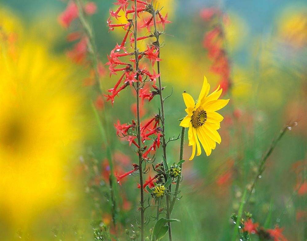 Sunflower and Scarlet Gilia art print by Tim Fitzharris for $57.95 CAD