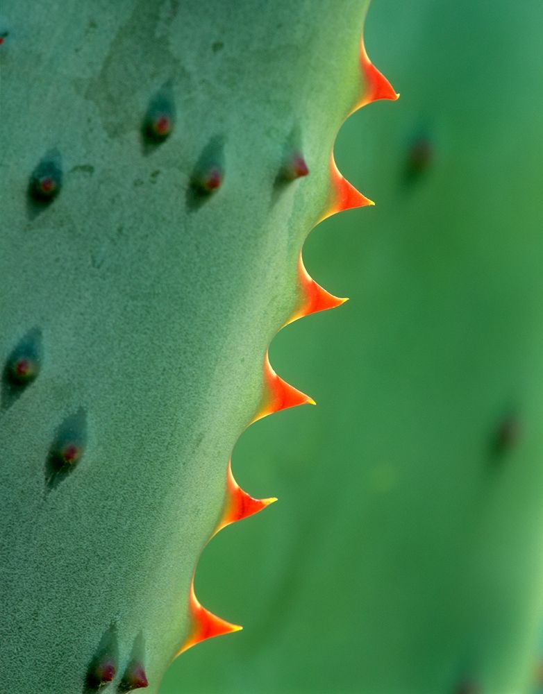 Cape Aloe art print by Tim Fitzharris for $57.95 CAD