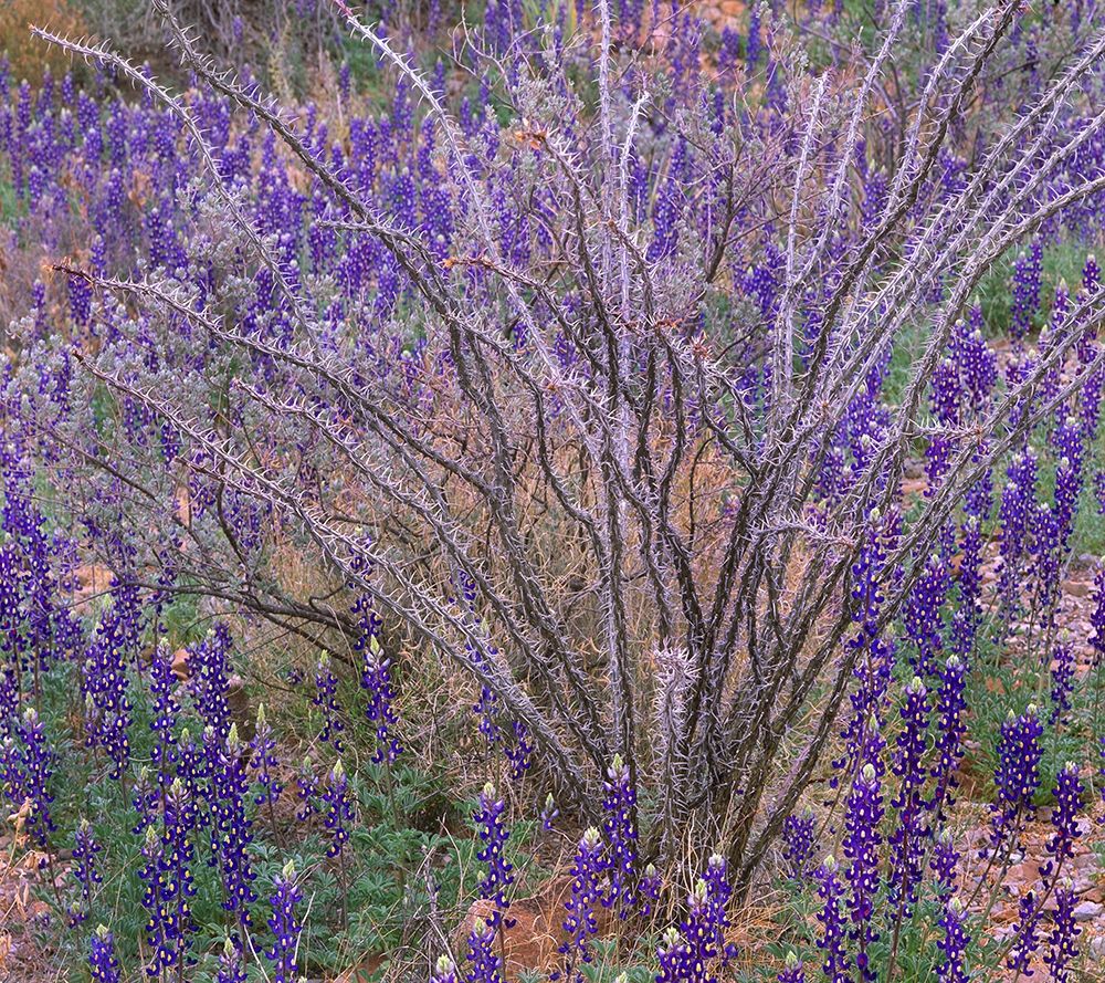 Bluebonnets and Ocotillo art print by Tim Fitzharris for $57.95 CAD
