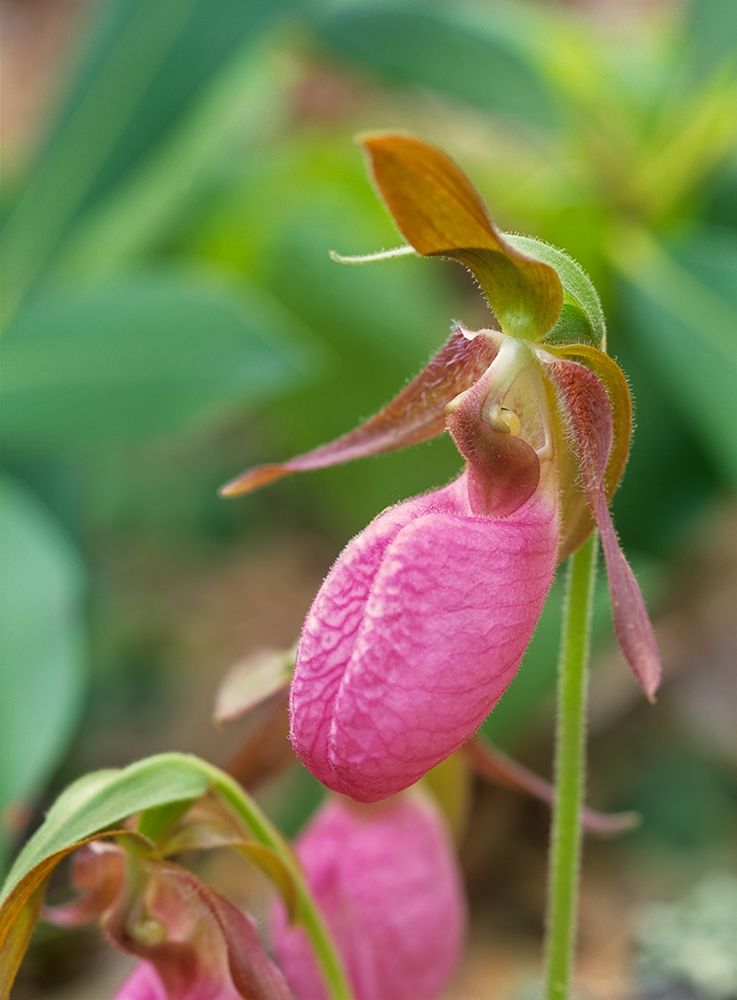 Pink Ladys Slipper Orchid art print by Tim Fitzharris for $57.95 CAD