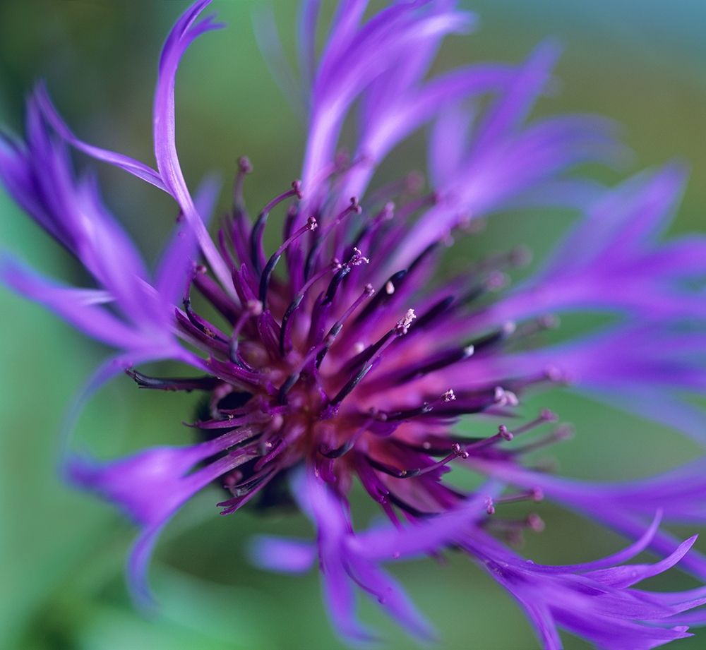 Mountain Bluet art print by Tim Fitzharris for $57.95 CAD