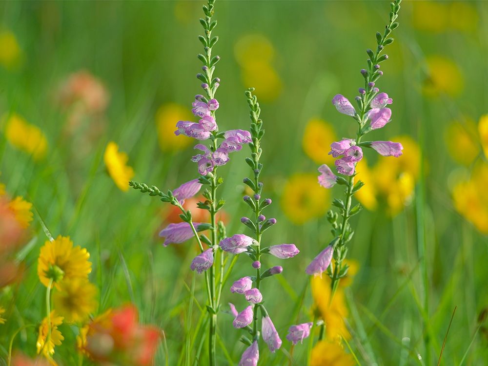 Hairy Beardtoungue Penstemon art print by Tim Fitzharris for $57.95 CAD