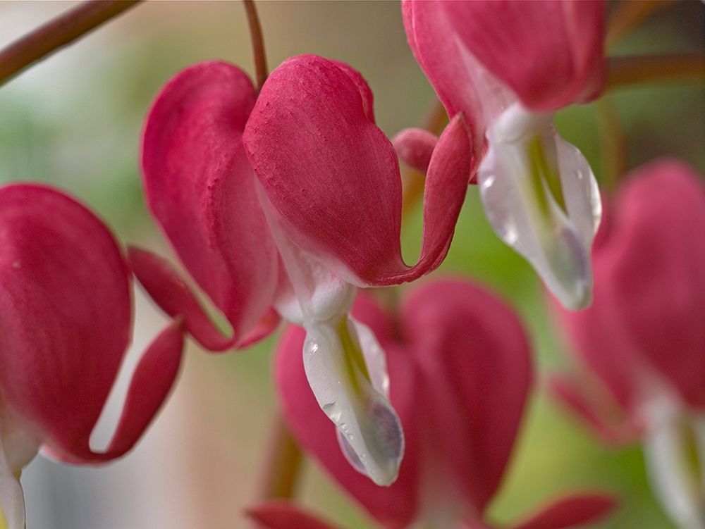 Bleeding Hearts I art print by Tim Fitzharris for $57.95 CAD