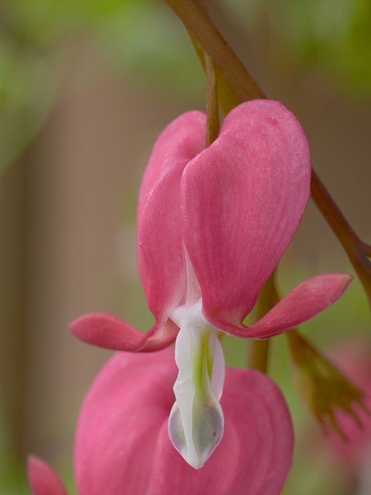 Bleeding Hearts II art print by Tim Fitzharris for $57.95 CAD