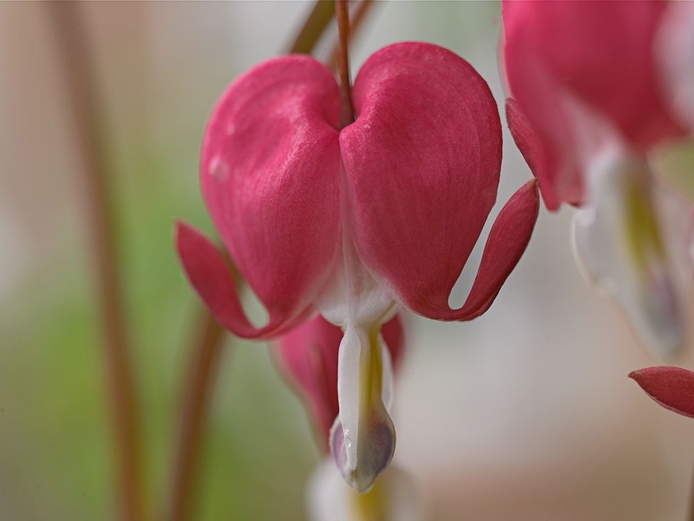 Bleeding Hearts III art print by Tim Fitzharris for $57.95 CAD