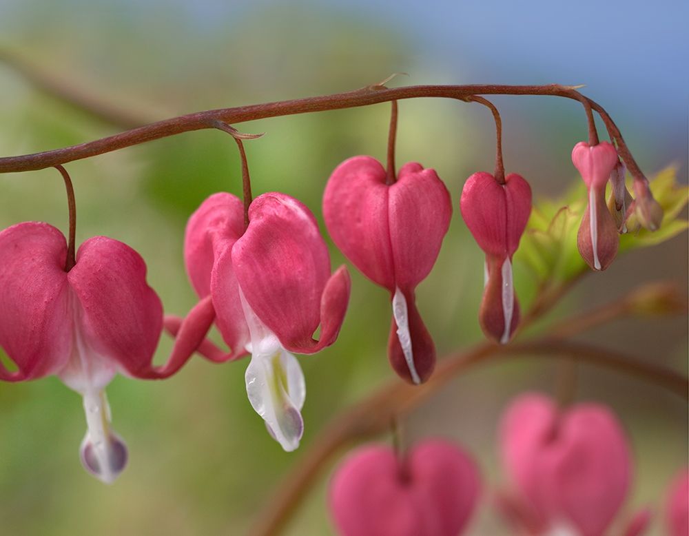 Bleeding Hearts IV art print by Tim Fitzharris for $57.95 CAD