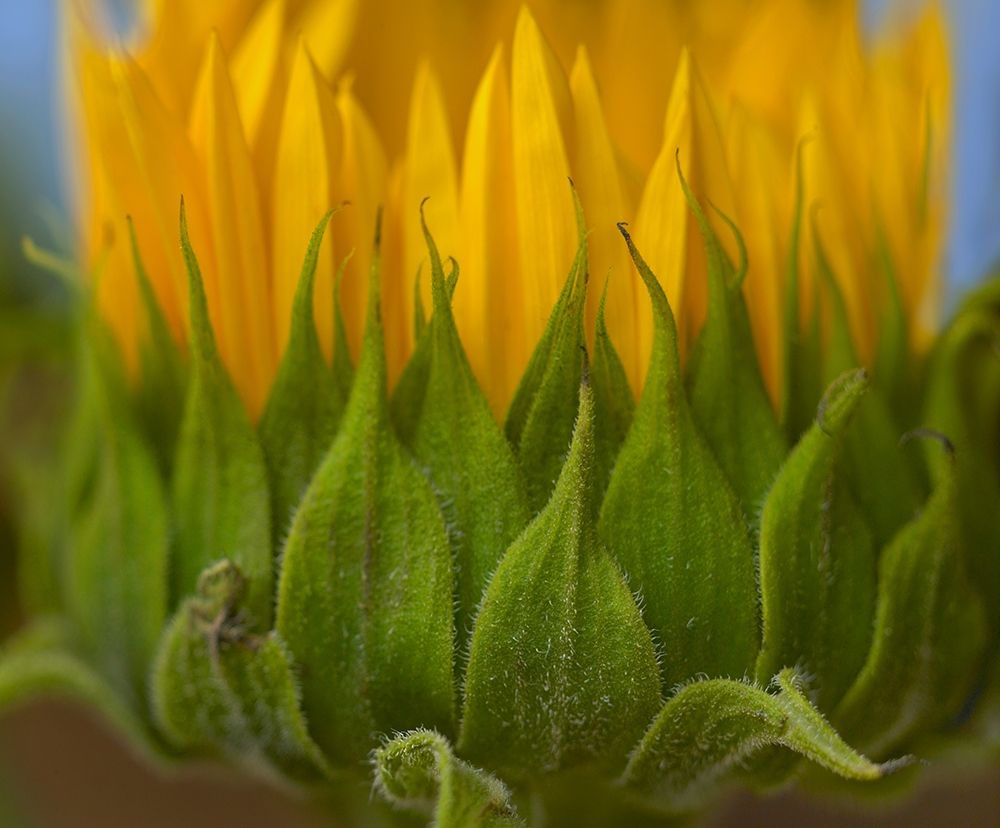 Sunflowers I art print by Tim Fitzharris for $57.95 CAD