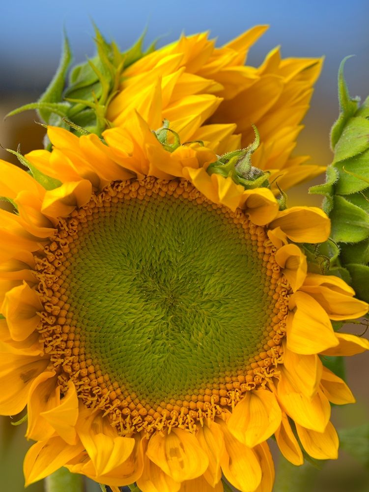 Sunflowers II art print by Tim Fitzharris for $57.95 CAD