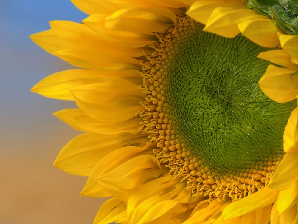Sunflowers III art print by Tim Fitzharris for $57.95 CAD