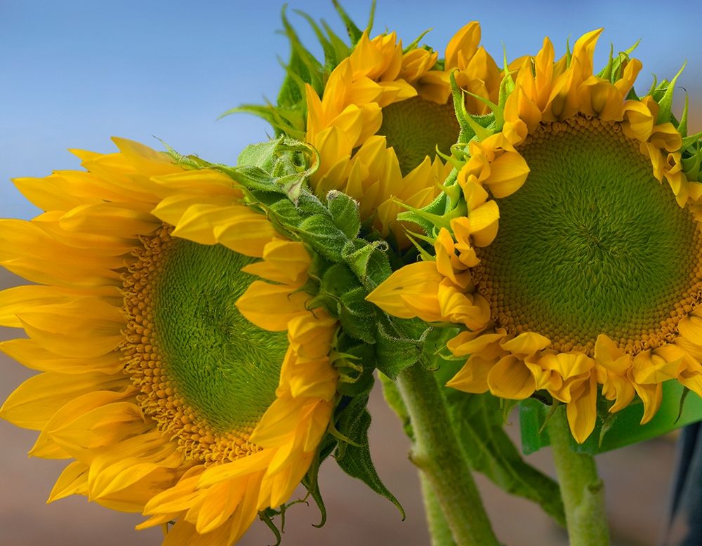 Sunflowers IV art print by Tim Fitzharris for $57.95 CAD