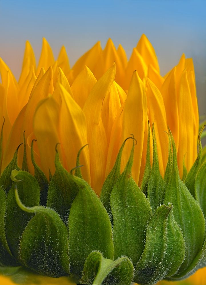 Sunflowers V art print by Tim Fitzharris for $57.95 CAD