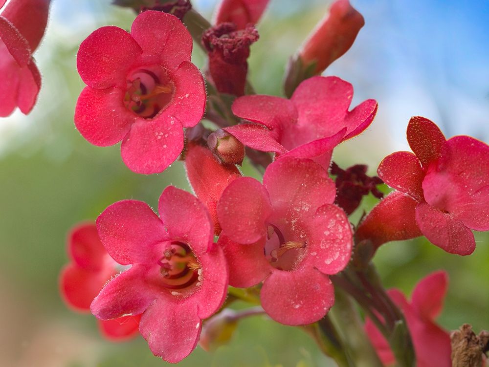 Wrights Penstemon art print by Tim Fitzharris for $57.95 CAD