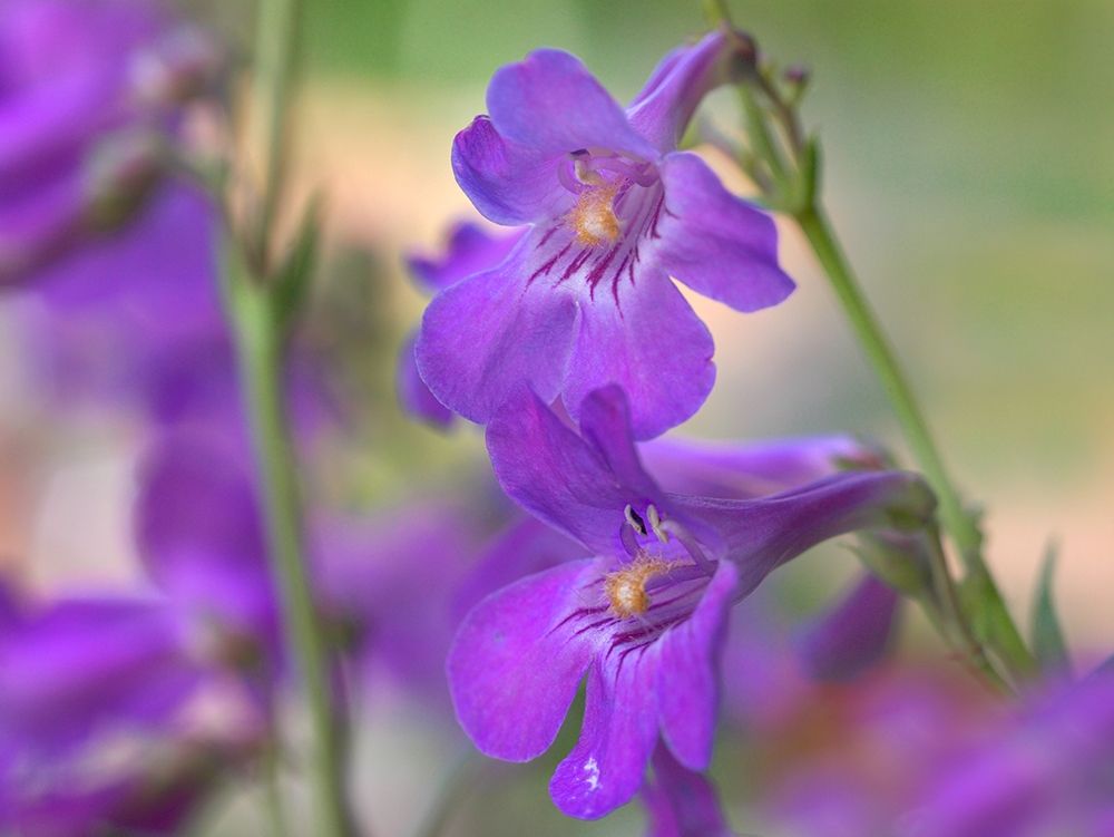 Sidebells Penstemon I art print by Tim Fitzharris for $57.95 CAD