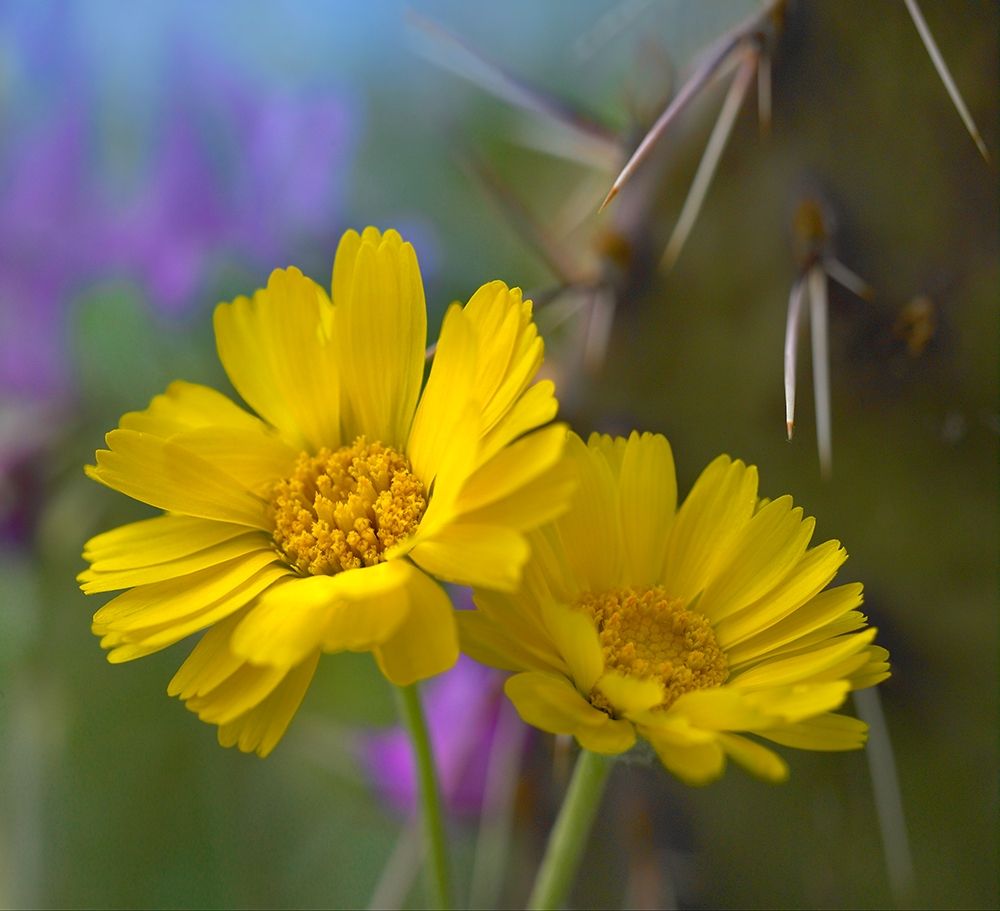 Desert Marigolds I art print by Tim Fitzharris for $57.95 CAD