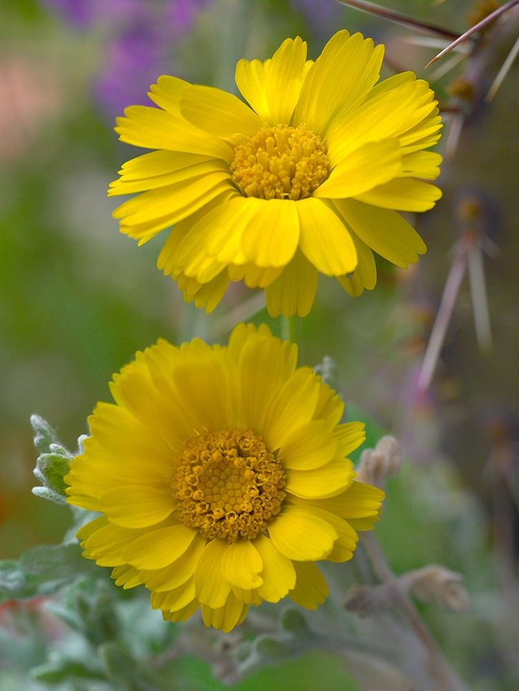 Desert Marigolds II art print by Tim Fitzharris for $57.95 CAD