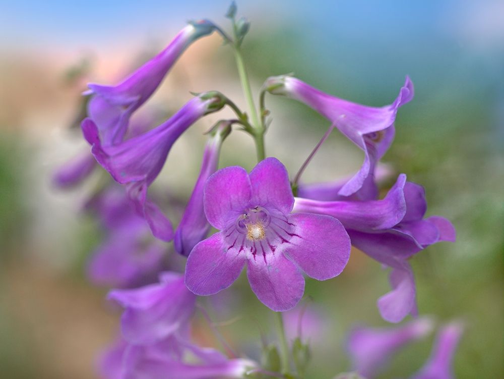 Sidebells Penstemon II art print by Tim Fitzharris for $57.95 CAD