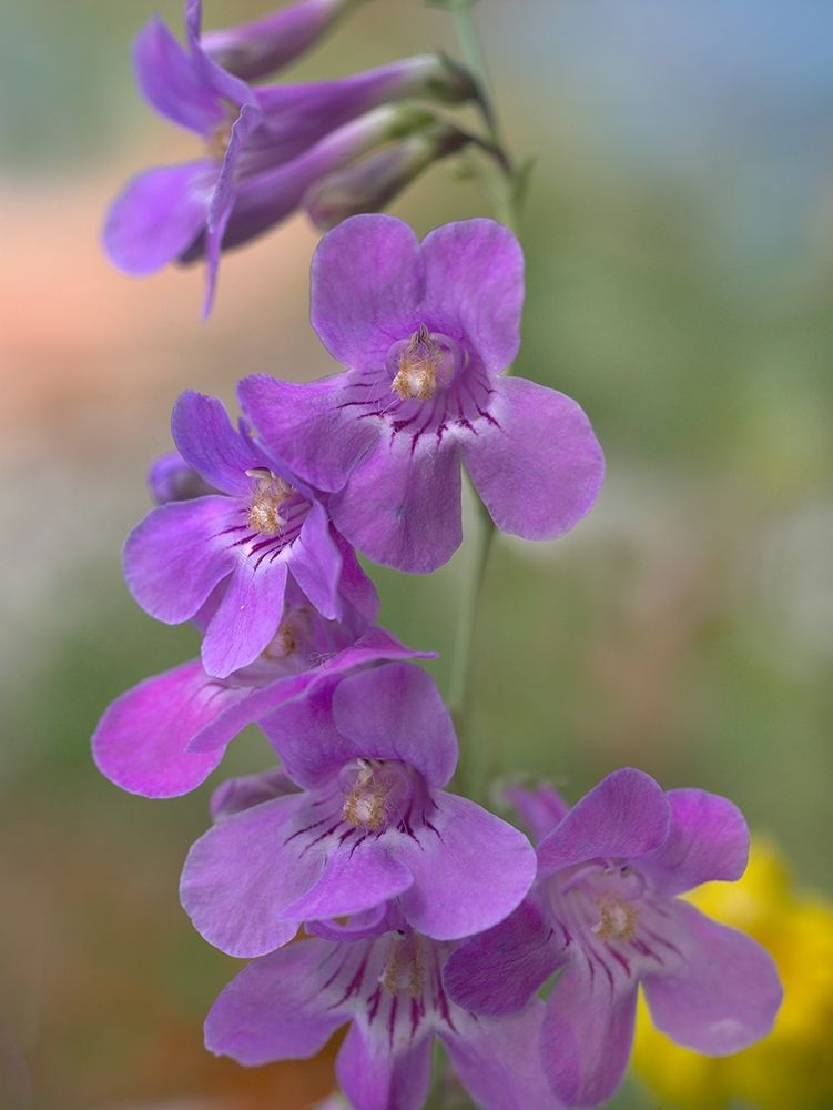 Sidebells Penstemon III art print by Tim Fitzharris for $57.95 CAD