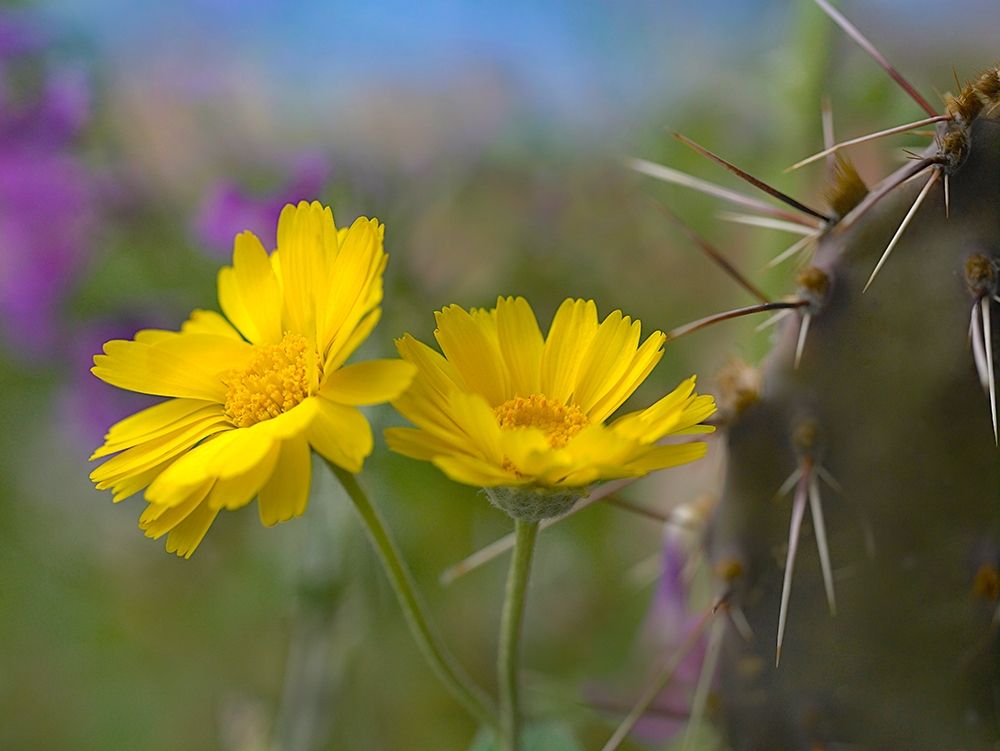 Desert Marigold III art print by Tim Fitzharris for $57.95 CAD