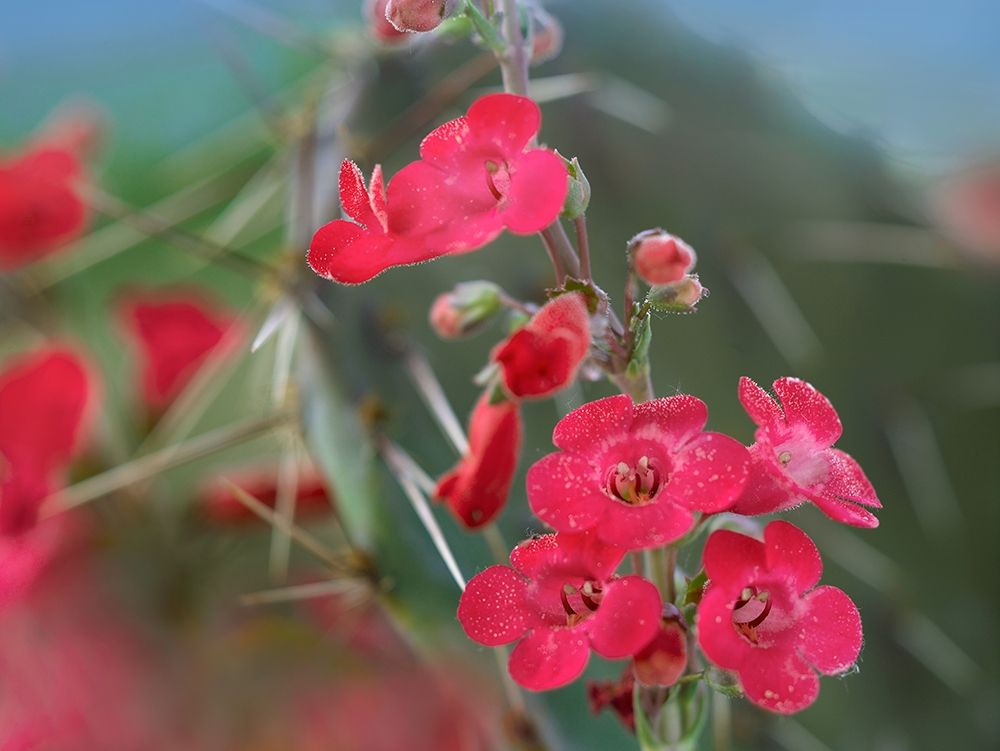 Wrights Penstemon II art print by Tim Fitzharris for $57.95 CAD