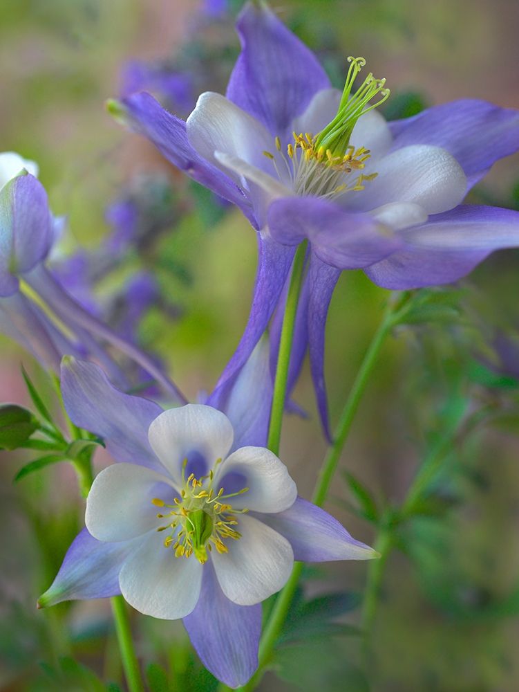 Rocky Mountain Columbine I art print by Tim Fitzharris for $57.95 CAD