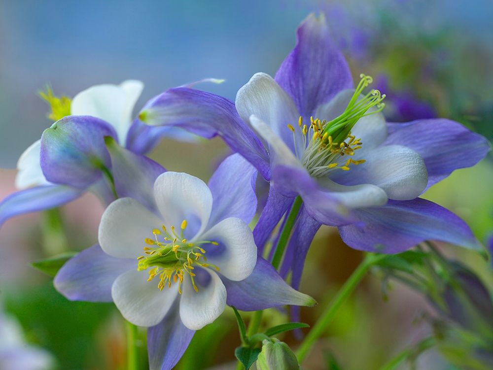 Rocky Mountain Columbine II art print by Tim Fitzharris for $57.95 CAD