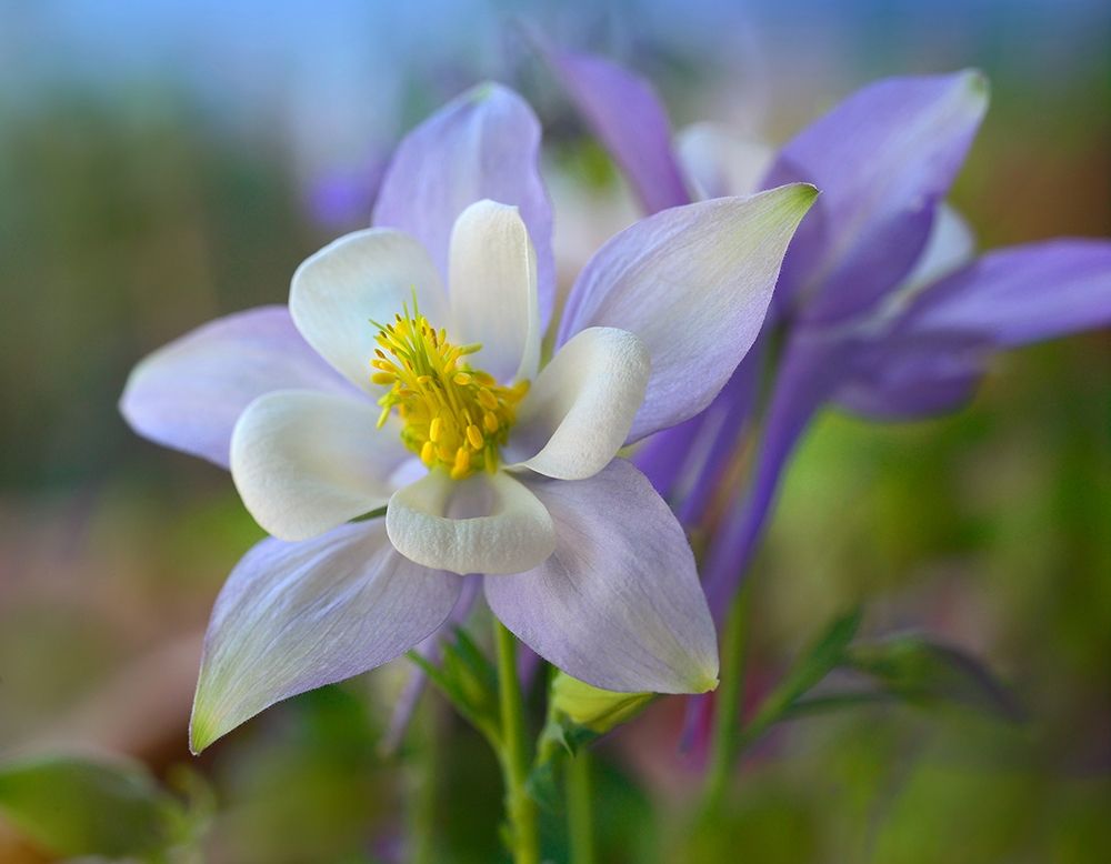 Rocky Mountain Columbine III art print by Tim Fitzharris for $57.95 CAD