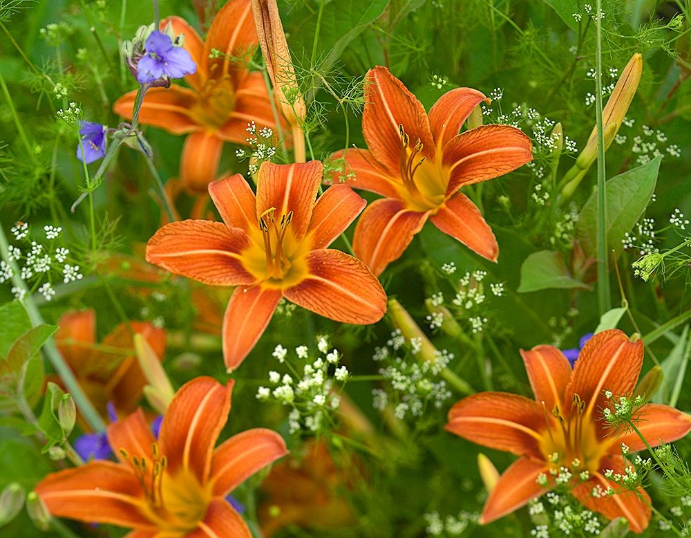 Wild Daylillies I art print by Tim Fitzharris for $57.95 CAD