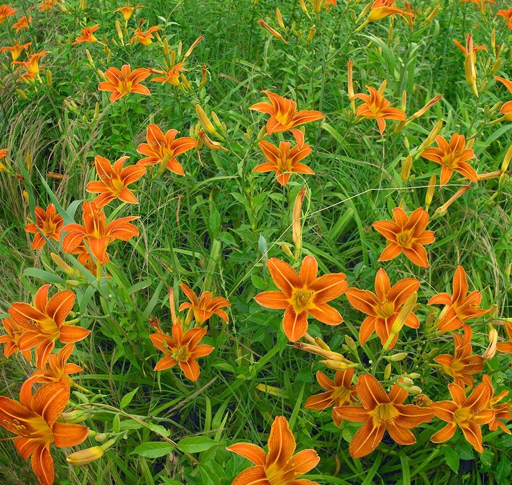 Wild Daylillies II art print by Tim Fitzharris for $57.95 CAD