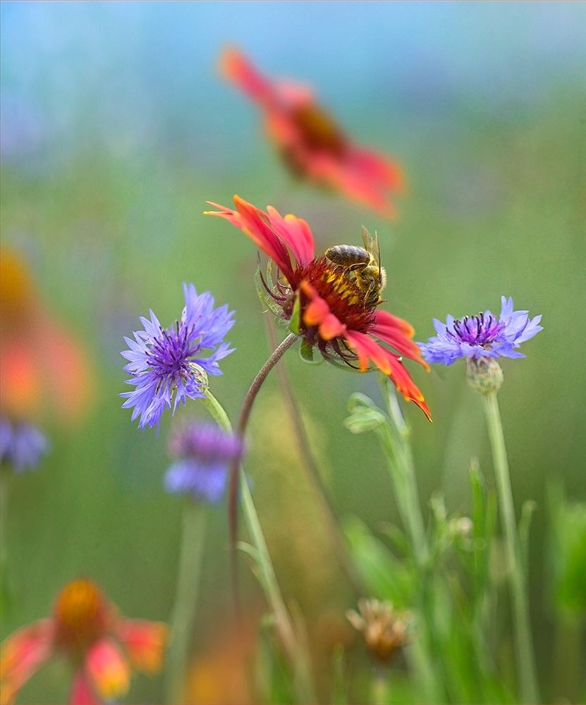 Gaillardia and Bachelors Buttons I art print by Tim Fitzharris for $57.95 CAD